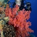 coral_soft_bro_l_ni_v_0419_egy1767.jpg